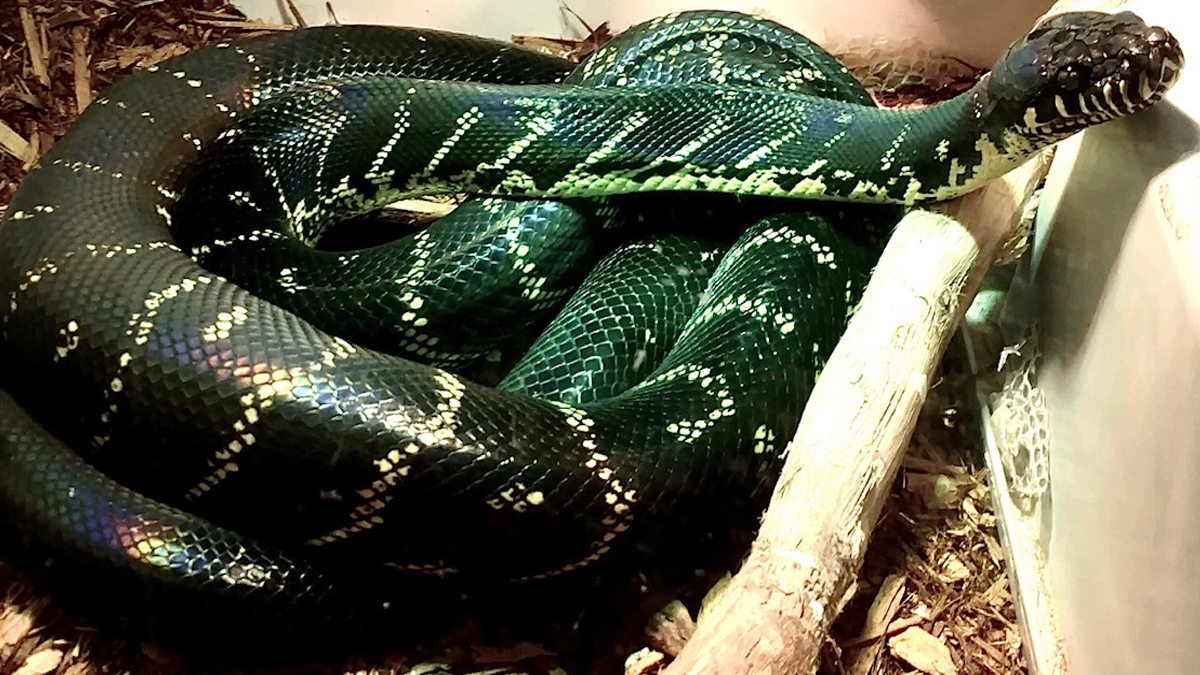 Win a 12,000 Pair of Rare Captive Born Mountain Forest Boelen's